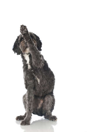 Mixed breed dog