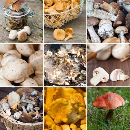 Mushrooms - Collageの写真素材