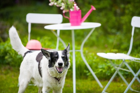 Dog in the gardenの写真素材