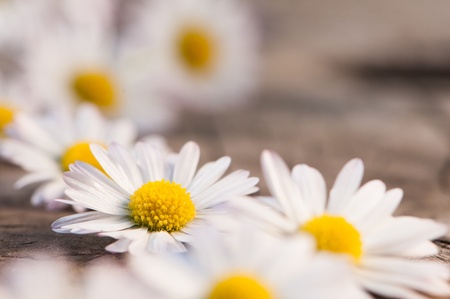 Daisies on woodの写真素材