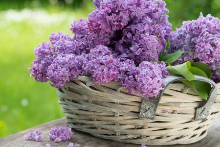 Lilac in a basket on wooden backgroundの写真素材