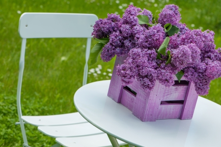 Purple lilac in a wooden boxの写真素材