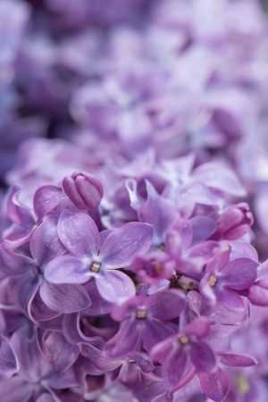 Closeup of purple lilac blossomsの写真素材