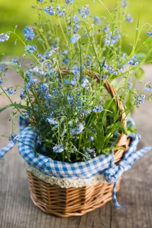 Forget me not flowers in flower potの写真素材