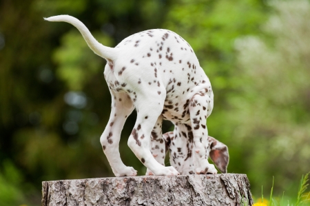 Dalmatian puppyの写真素材