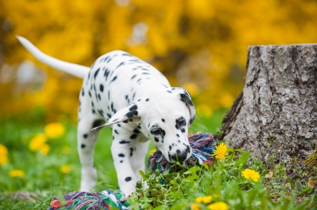 Dalmatian puppyの写真素材