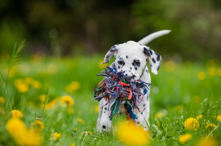 Dalmatian puppyの写真素材