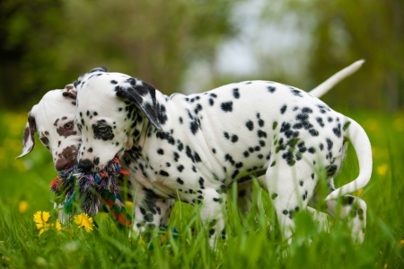 Dalmatian puppiesの写真素材