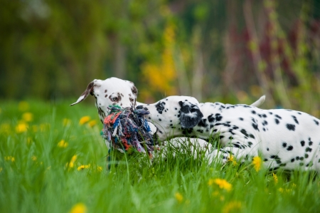 Dalmatian puppiesの写真素材
