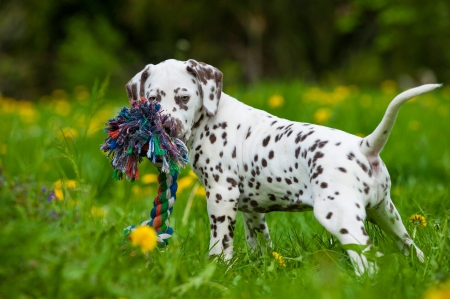 Dalmatian puppyの写真素材