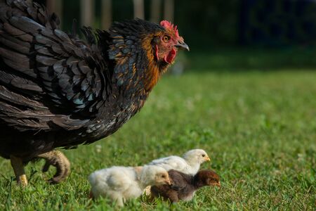 Henne mit KÃ¼ken in einer Wieseの写真素材