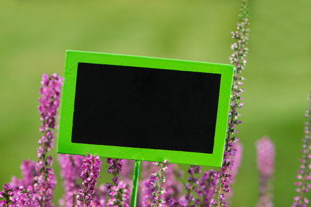 Moorland herb on wooden backgroundの写真素材