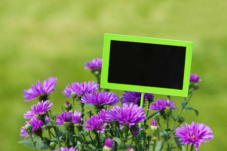 Autumn flowers on green backgroundの写真素材