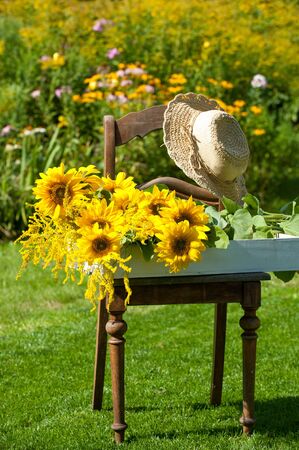 Garden idyll with sunflowers on a chairの写真素材