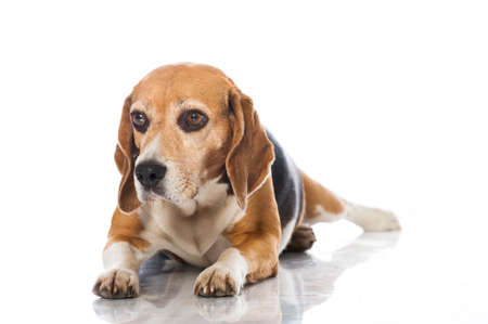 Beagle dog isolated on whiteの写真素材