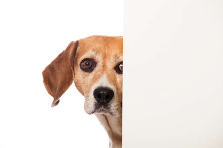 Beagle dog looks around the cornerの写真素材
