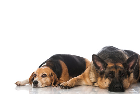 German shepherd and beagle dog isolated on white