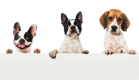 Three dogsの写真素材