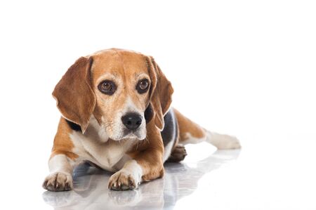 Beagle dog isolated on whiteの写真素材