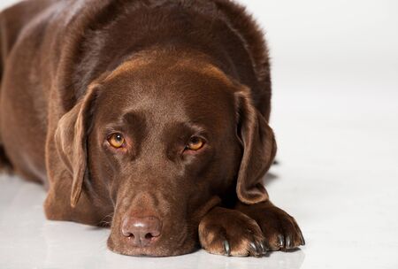Labrador retriever isolated on whiteの写真素材