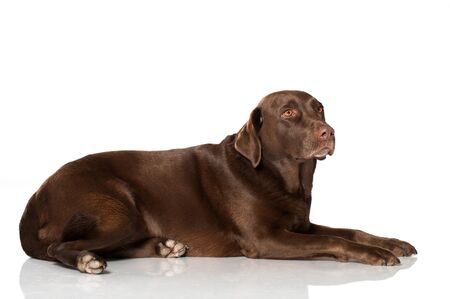 Labrador retriever isolated on whiteの写真素材