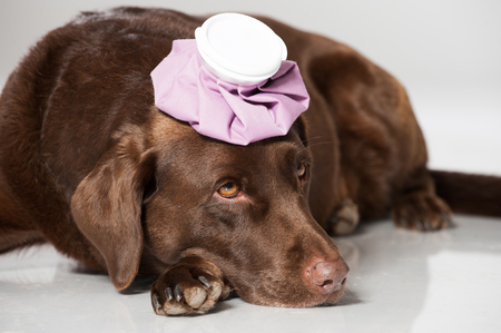 Labrador retriever isolated on whiteの写真素材