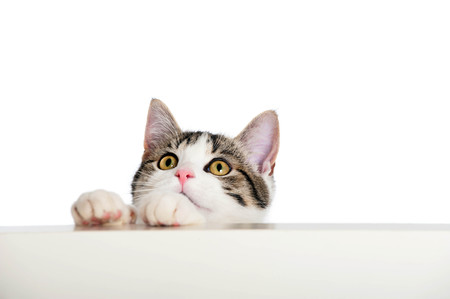 Young cat looks over a wallの写真素材