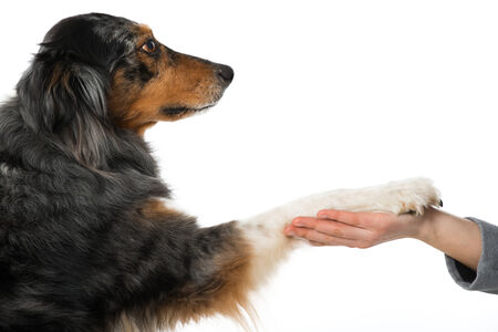Australian Shepherd isolated on whiteの写真素材