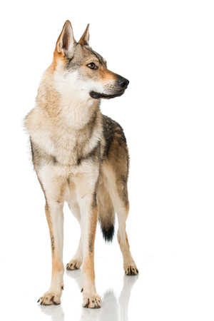 Czechoslovakian dogの写真素材