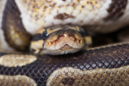 Pythonの写真素材