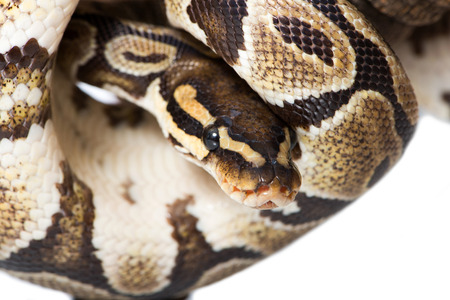 Pythonの写真素材