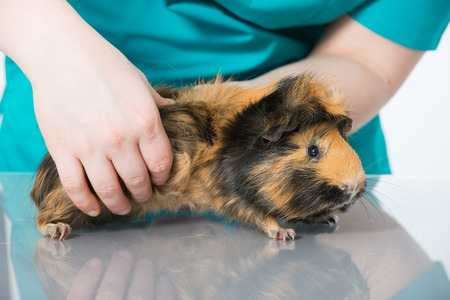 Veterinarian examining a guinea pigの写真素材