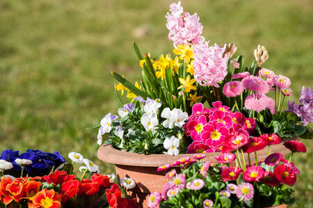 Colorful spring flowers in flower potsの写真素材