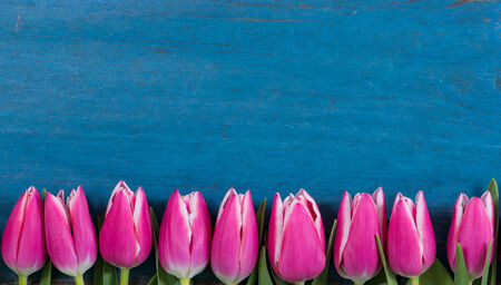 Pink tulips on blue wooden backgroundの写真素材