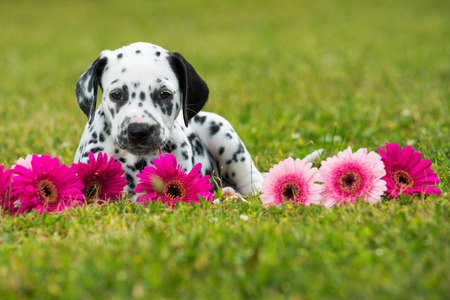 Dalmatian puppy in a meadowの写真素材