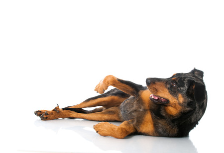 Beauceron dog isolated on whiteの写真素材