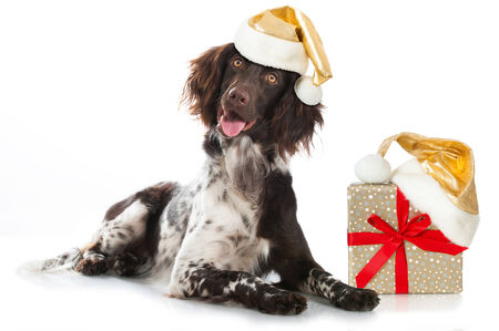 Christmas dogの写真素材