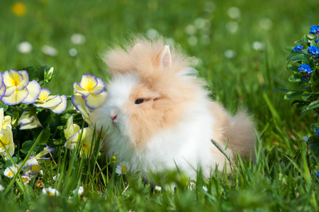 Dwarf rabbit in a spring meadowの写真素材