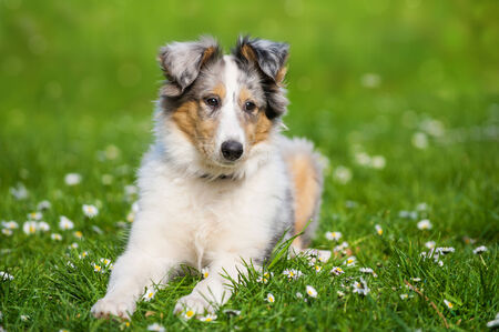 Puppyの写真素材