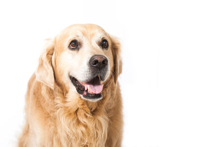 Golden Retiever isolated on whiteの写真素材