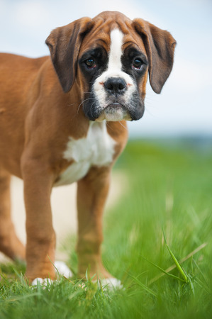 Puppy in a spring meadowの写真素材