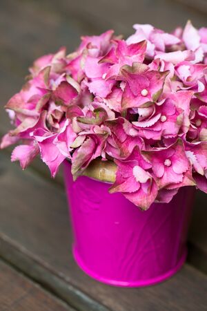Hydrangeas in a flower potの写真素材