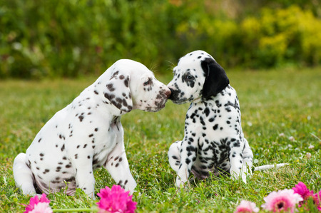 Dalmatian puppies playing on a meadowの写真素材