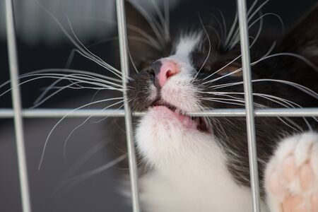 Kitten in a transport box