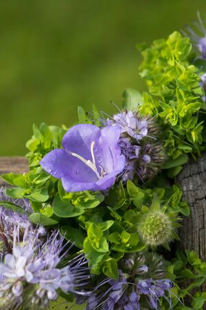 Phacelia flowersの写真素材