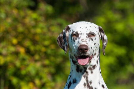 Dalmatian dog on nature backgroundの写真素材