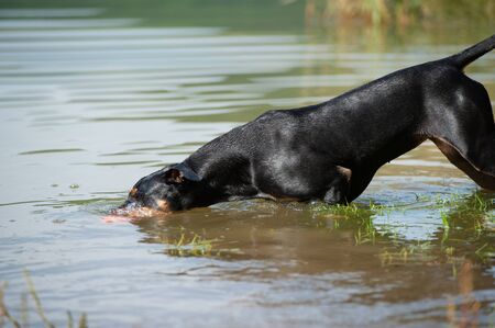 Dog in the waterの写真素材