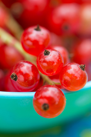 Red currantsの写真素材