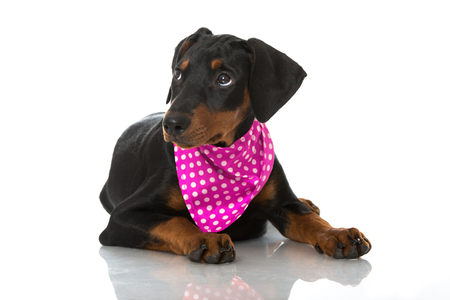 Pinscher dog with neckerchief lying on white backgroundの写真素材