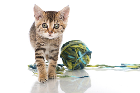 Tabby kitten playing with a ball of wool on white backgroundの写真素材